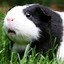 a literal guinea pig [see Q&amp;A]