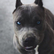 PiT_BuLL