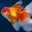 guppy #SavePalestine