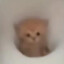 哈基米