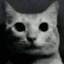 Gato