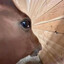 divinelight_'s avatar