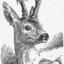 [LYF]Bambi