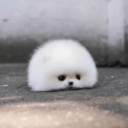 【TW】大白羊駝神