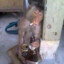 Pohyi