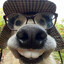 DogSniffers