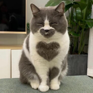 猫南北在找狗东西