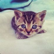 Big Avatar