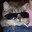 Cool Cat