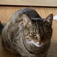 MysticMistress 🔮🧙‍♀