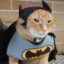 Batcat