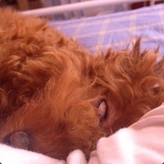 dog - steam id 76561197960278699