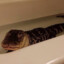 Крокодил в ванной