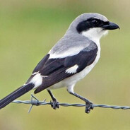 Shrike