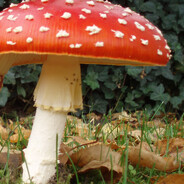 758A зцпч монстры о