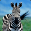 Zealous Zebra