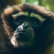 高黎貢白眉長臂猿