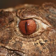 Flying - steam id 76561197969988818