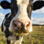Milker