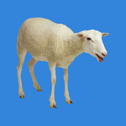 动物园里逼真的羊