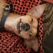 lGeraNovatol_(Mexican)