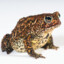 The Houston Toad
