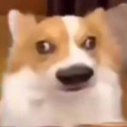 猪猪侠之脑滩奇遇记