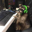 el raccoon