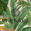 Versace-Baum