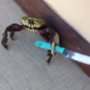 Knife Crab