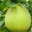 PomeLord