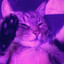 ourple cat