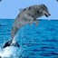 Seawolf15