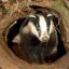 Badger