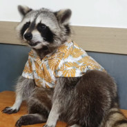 Father_Raccoon