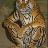 тигр ебаный