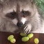 Trash Bear