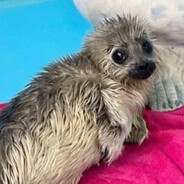 мурчу где хочу