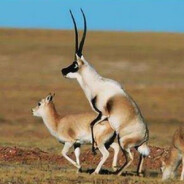 死道友不死贫道