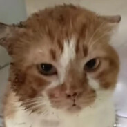 说不出的爱做出来