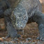 KomodoDragon