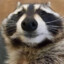 Sleepy Trash Panda