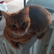 Scooble