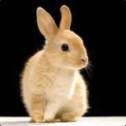 Hanny Bunny