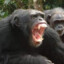 Monos del Congo