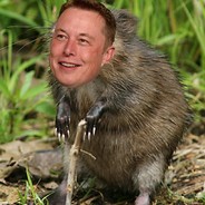 Elongated Muskrat