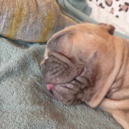 фортнайт2017