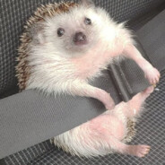 Mainem Izjeff - steam id 76561198313283473