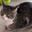 Mausecat