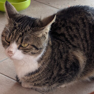 Mausecat